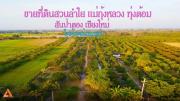 ขายที่ดินสวนลำใย-แม่กุ้งหลวง-ทุ่งต