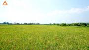 ขายที่นา ตำบลแม่แฝก อำเภอสันทราย จังหวัดเชียงใหม่ วิวพระธาตุดอยจอมกิตติ-202005281205211590642321800.jpg