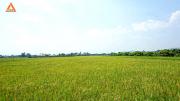 ขายที่นา ตำบลแม่แฝก อำเภอสันทราย จังหวัดเชียงใหม่ วิวพระธาตุดอยจอมกิตติ-202005281205291590642329411.jpg