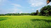 ขายที่ดิน วิวดอย ทิวทัศน์ทุ่งนา บรรยากาศดี ตำบลสะลวง อำเภอแม่ริม เชียงใหม่-202011100905281604973928012.jpg