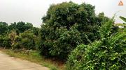 ขายที่ดิน บ้านท่ามะโอ ตำบลขัวมุง อำเภอสารภี จังหวัดเชียงใหม่ -202104021246141617342374691.jpg