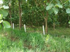 ขาย ที่ดิน ขายถูกกว่าแปลงอื่น ที่ดิน ปากช่อง โคราช 17 ไร่ 2 งาน มีไม้สักทอง 3000 ต้น