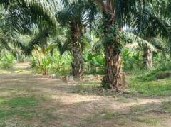 ขาย ที่ดิน ที่ดินริมน้ำสวนเกษตร หนองหญ้าปล้อง เพชรบุรี-202206091437101654760230866.jpg