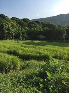 ขายที่ดินนาขั้นบันได วิวทะเลหมอก พร้อมบ้านพักตากอากาศ 5-3-97 ไร่ แม่แรม เชียงใหม่