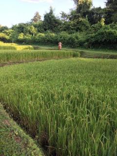 ขายที่ดินนาขั้นบันได วิวทะเลหมอก พร้อมบ้านพักตากอากาศ 5-3-97 ไร่ แม่แรม เชียงใหม่-202207240216351658603795299.jpg