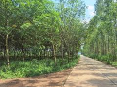 ขาย ที่ดิน ME172 พร้อมสวนยางพารา ไฟฟ้า ปะปา ใกล้ตลาดบ่อทอง วัดสุวรรณ บ่อทอง ชลบุรี 25 ไร่ 66.7 ตร.วา ห่างทางหลวงเส้น 3340 เพียง 800 เมตร-202208270404351661547875845.jpg