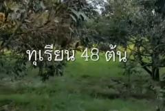 ขาย ที่ดิน สวนทุเรียน ระยอง 2 ไร่ ได้รายได้ทันที-202208301926021661862362272.jpg