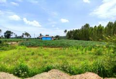 ขาย ที่ดิน ชลบุรีทำเลดี ใกล้นิคมอุตสาหกรรม คลังสินค้า ลานกองตู้คอนเทนเนอร์มากมายที่ดินเปล่าศรีราชา ซอยหนองขาม หุบบอน 3 ไร่ 2 งาน