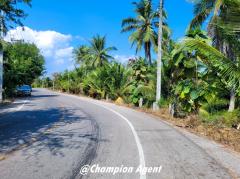 ขาย ที่ดิน สวนมะพร้าว ติดคลอง ต.ดอนมะโนราห์ จ.สมุทรสงคราม 5 ไร่ 0.8 ตร.วา ติดถนน-202301161656521673863012206.jpg