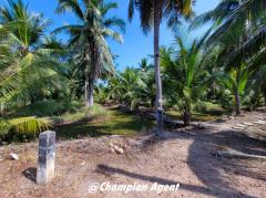 ขาย ที่ดิน สวนมะพร้าว ติดคลอง ต.ดอนมะโนราห์ จ.สมุทรสงคราม 5 ไร่ 0.8 ตร.วา ติดถนน-202301161656531673863013907.jpg