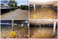 ขายที่ดิน พร้อมฟาร์มไก่เนื้อระบบปิด ท่าเสด็จ สุพรรณบุรี-202301171102401673928160653.jpg