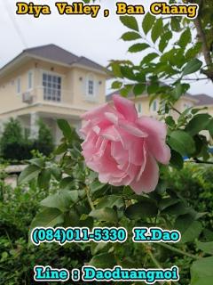 Diya-Valley,-Ban-Chang-***-House-for-Rent-***-Tuscany-Style