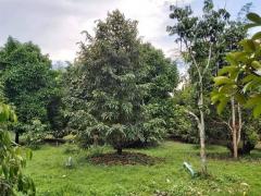 ขายบ้านพร้อมสวนผลไม้จันทบุรี-202305241111141684901474650.jpg