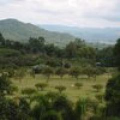 ขายบ้านเรือนไทยพร้อมที่ดินผืนงามบนเนินเขาสูงบนที่ดินขนาด (N.213)-202305301152061685422326863.jpg