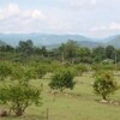 ขายบ้านเรือนไทยพร้อมที่ดินผืนงามบนเนินเขาสูงบนที่ดินขนาด (N.213)-202305301152071685422327968.jpg