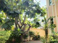 ขาย บ้านเดี่ยว นาราสิริ สาทร-วงแหวน 320 ตรม. 1 งาน 29.2 ตร.วา-202306012338041685637484987.jpg