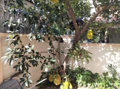 ขาย บ้านเดี่ยว นาราสิริ สาทร-วงแหวน 320 ตรม. 1 งาน 29.2 ตร.วา-202306012338051685637485635.jpg