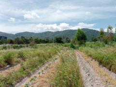 ขายที่ดินใกล้ถนนข้าวหลาม ชลบุรี 16ไร่ 34ตรว.ใกล้ถนนมอเตอร์เวย์หมายเลข 7 พัทยา-ชลบุรี-202306140857141686707834415.jpg