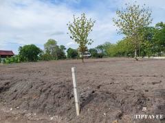 00011 ให้เช่าที่ดินสุพรรณบุรี 600 ตรว ติดถนน 3351 บางสาม-บางปลาม้า Rent SuphanBuri Land on Bangsam-Bangplama Roadside-202306221451531687420313806.jpg