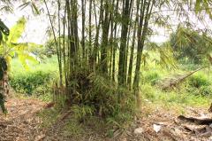 ขายบ้านพร้อมสวนผสมผสาน มีน้ำ+ไฟ ติดถนน อำเภอเมืองลำพูน ฟรีโอน โปรปี68-202307051845181688557518344.jpg