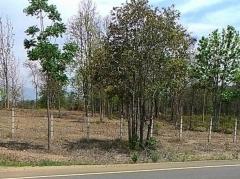  ขายถูกมาก ที่สวนเพชรบูรณ์ 19 ไร่ 86 ตรว. หน้าติดถนน หลังติดเชิงเขา ต.ท่าอิบุญ,อ.หล่มสัก ไร่ละ 260,000 บาท -202309071751361694083896378.jpg