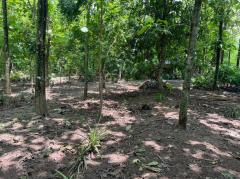 ขาย ที่ดินเปล่า บ่อทอง ชลบุรี  15 ไร่ พร้อมต้นสักทองปลูกเต็มพื้นที่-202309201634331695202473619.jpg