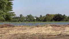 ขายที่ดิน 4-3-10 ไร่ ติดแม่น้ำนครชัยศรี (มีเขื่อนกันน้ำ) ติดถนน 2 เลน #LB243 – 000568-202310161132001697430720479.jpg