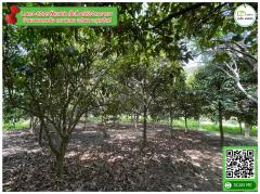 สวนผลไม้ ทุเรียน ลองกอง มังคุด ลับแล โฉนดพร้อมโอน-202310261057581698292678930.jpg