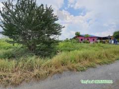 ขาย ที่ดิน จัดสรร ชัยบาดาล ลพบุรี 100 ตร.วา ที่ดินแปลงสวย Land for SALE in Lopburi-202401170356381705438598473.jpg