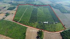 ขายสวนมะม่วง อ.ป่าซาง จ.ลำพูน พร้อมต้นมะม่วง 5,000 ต้น ที่ดิน 117-3-84 ไร่