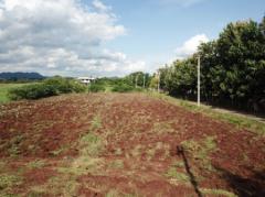 ขาย ที่ดิน เขาใหญ่ ต.หมูสี อ.ปากช่อง 3 ไร่ 1 งาน 63 ตร.วา-202402112229131707665353818.jpg