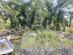 ขาย ที่ดิน แปลงสวย เลียบคลอง8 6 ไร่ ต.บึงบอน หนองเสือ ปทุมธานี-202403071921051709814065771.jpg