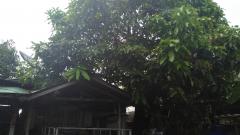 Old house for sale Need to renovation big land Samutprakan-202403301614341711790074191.jpg
