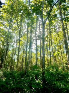 ติดทรัพย์ ขายสวนป่าสักทอง 50,000 ต้น อำเภอลี้ จ.ลำพูน-202404240528541713911334805.jpg