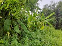 ขายด่วน ที่ดิน ถนนเฉลิมพระเกียรติ ร.9 ซอย 47 (N.1021)-202406050910051717553405096.jpg