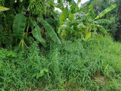 ขายด่วน ที่ดิน ถนนเฉลิมพระเกียรติ ร.9 ซอย 47 (N.1021)-202406050910061717553406424.jpg