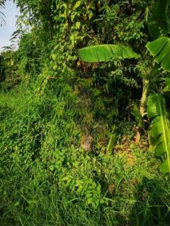 ขายด่วน ที่ดิน ถนนเฉลิมพระเกียรติ ร.9 ซอย 47 (N.1021)-202406050910111717553411228.jpg