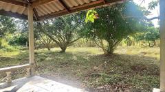 ขายสวนผลไม้ 261 ตร.ว. ใกล้ตลาด, ศาลากลาง, โรงพยาบาลนครพิงค์ แม่ริม เชียงใหม่-202406261327121719383232069.jpg