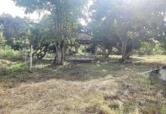 ขายสวนผลไม้ 261 ตร.ว. ใกล้ตลาด, ศาลากลาง, โรงพยาบาลนครพิงค์ แม่ริม เชียงใหม่-202406261327251719383245244.jpg