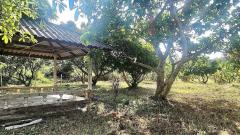 ขายสวนผลไม้ 261 ตร.ว. ใกล้ตลาด, ศาลากลาง, โรงพยาบาลนครพิงค์ แม่ริม เชียงใหม่-202406261327291719383249365.jpg