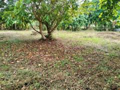 ขายสวนผลไม้ 261 ตร.ว. ใกล้ตลาด, ศาลากลาง, โรงพยาบาลนครพิงค์ แม่ริม เชียงใหม่-202406261327431719383263314.jpg