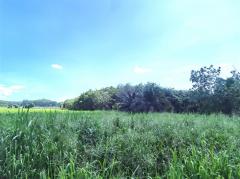ขาย ที่ดิน ME198 สวนยางพารา ถูกสุดในย่านนี้ ทำเลดี วิวเขา วัดสุวรรณ บ่อทอง ชลบุรี . 35 ไร่ 2 งาน 53 ตรว ไฟฟ้า ปะปา ใกล้ถนน 331 เพียง 14 Km.-202407091145101720500310981.jpg