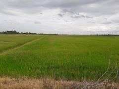 ที่ดิน 10 ไร่ อ.สองพี่น้อง สุพรรณบุรี 3 ล้านบาท-202407101136491720586209515.jpg