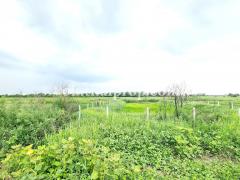 ที่ดินจัดสรร คลอง 24 ถ.รังสิต-นครนายก องครักษ์ นครนายก-202407241317521721801872919.jpg