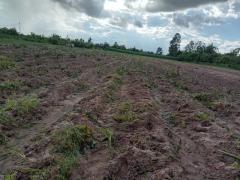 ขายที่ดิน 9 ไร่ 3 ตร.ว. อ.โนนสะอาด จ.อุดรธานี-202409051134131725510853483.jpg