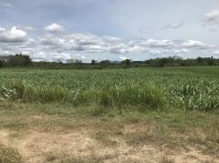 ขายที่ดินเขาใหญ่ ปากช่อง ใกล้เมอเวนพิค รีสอร์ท เขาใหญ่ เพียง 4 กม.  จ.นครราชสีมา  คุณโอ๋ 098-097-8715