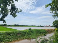ขายที่ดินแปลงนาคลอง12 แปลงสวยหน้ากว้าง ต.หนองสามวัง อ.หนองเสือ จ.ปทุมธานี-202409141241191726292479724.jpg