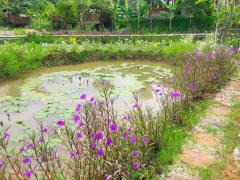 ขายบ้านโคราช บ้านสวนโคกหนองนา ใกล้เซเว่น เพียง 2 กม.จ.นครราชสีมา-202410161358401729061920379.jpg