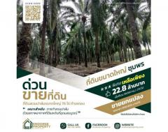 ขายที่ดินสวนปาล์ม-76-ไร่-ทำเลทอง-ตำบล
