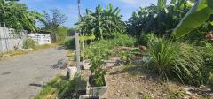 ขาย ที่ดิน ซอยเพิ่มสิน20 115 ตร.วา พหลโยธิน 54-1 บางเขน กทม เหมาะสร้างบ้าน-202412172217031734448623180.jpg